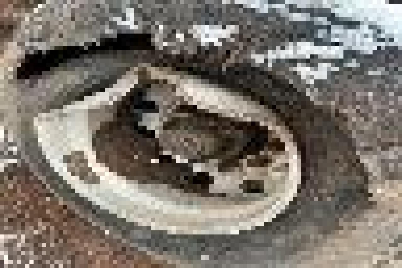 Image 1 of 2021 GENB 42 LOG 2021 with VIN 1G9CJ4862MS139864