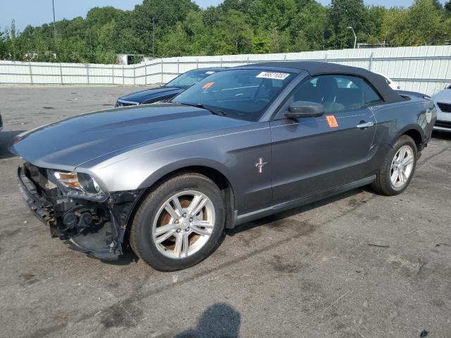 Obraz 1 z 2010 FORD MUSTANG  2010 z VIN 1ZVBP8EN3A5149219